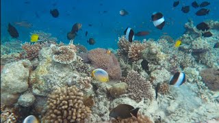 Most colourful coral reef in the Maldives 🇲🇻 HD Quality video of Snorkeling in Maldives [upl. by Comstock792]