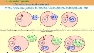 term spe 14 endosymbioses [upl. by Bundy]