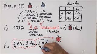 1ª Lei de Mendel  Genética  Resumo Professor Gustavo [upl. by Llebpmac]