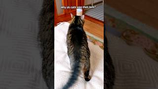 Why do cats wag their tails [upl. by Dimitris219]