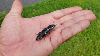 Eyed Click Beetle [upl. by Ahsuat]