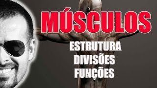 Sistema Muscular Estrutura divisões e funções dos músculos esqueléticos  VídeoAula 021 [upl. by Nonnaehr422]