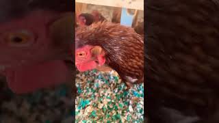 Chickens can be grumpy at times chickens chickencoop backyardchickens cooplife chickenbehavior [upl. by Akeryt]