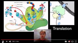 Transcription Translation from Bozeman Science [upl. by Ahsin]