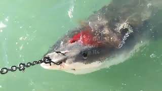 Australias Shark Cull Exposed  Tiger Shark hooked through its head and killed by Queensland Gov [upl. by Lertnahs674]