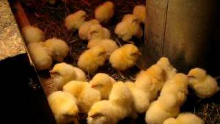 New Baby Chicks [upl. by Darsey]