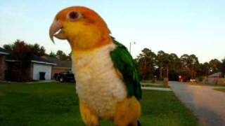 My Caique [upl. by Rivy]