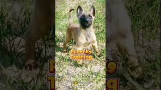 🐕‍🦺Belgian Malinois K9 Performance and Training Differences dog dogtraining malinois k9 [upl. by Picardi]