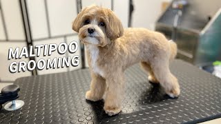 Maltipoo full Grooming [upl. by Aicinat]