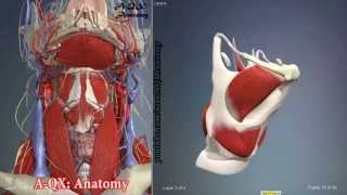 Larynx Muscles  3D Human Anatomy  Organs [upl. by Vala]