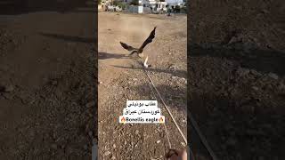 Bonelli’s eagle 🔥 عقاب بونیلي [upl. by Jammin356]