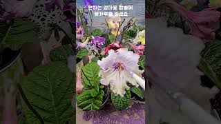 스트렙토카르푸스 Streptocarpus 부비 꽃씨앗 내품종 [upl. by Tracy]