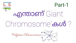 Giant Chromosomes  Polytene  Genetics  Malayalam [upl. by Jacinta]