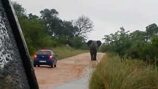 Angry Elephant Charges and Overturns a Car in the Kruger National Park [upl. by Agosto]