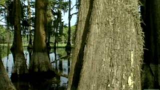 Caddo Lake State Park Texas [upl. by Nahtaoj]