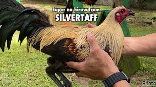 SILVERTAFF GAMEFARM [upl. by Torrell159]