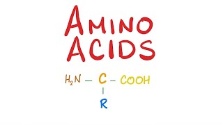 Bio Special Amino Acid Metabolism  Branched chain amp Acidic amp Basic Aliphatic Amino Acid [upl. by Laius12]