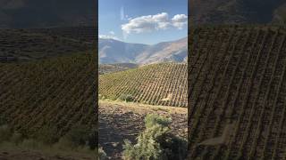 ГОРЫ ПОРТУГАЛИИ ВИНОГРАДНИКИ MOUNTAINS PORTUGAL VINEYARDS shorts vines mountains горы portugal [upl. by Whiting634]