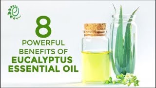 8 Powerful Benefits Of Eucalyptus Essential Oil  Organic Facts [upl. by Yrrem]