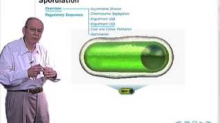 Sporulation in Bacillus subtilis [upl. by Yahsed]