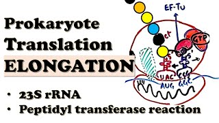 Prokaryotic Translation ELONGATION  How do EFTu and EFG move the ribosome  Deepdive Video [upl. by Yerffe]