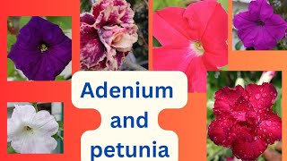 Adenium amp Petunia  my experience  seed germination   🌾🌾 [upl. by Marguerie850]