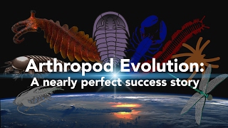 Arthropod Evolution A nearly perfect success story [upl. by Thetis]