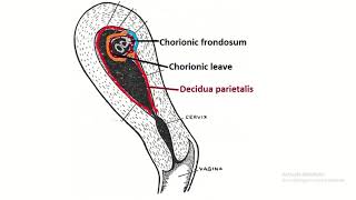 Decidua the pregnant endometrium Understanding Its Crucial Role in Embryology [upl. by Blakeley]