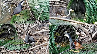 Top 5 Waterhen Trap Videos Best Birds Hunting Method amp Easy Bird Trap [upl. by Anirehs]