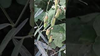 Crotalaria juncea known as brown hemp Indian hemp [upl. by Peggy]