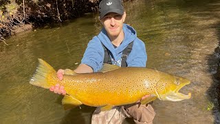 Catching GIANT Brown Trout in a Small Creek  MY NEW PB [upl. by Antone878]