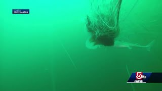 Mass boater captures on camera very large lions mane jellyfish [upl. by Adnwahsat]