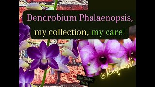 Dendrobium Phalaenopsis orchids my collection my care guide request [upl. by Rodenhouse30]