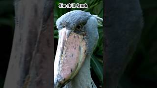 The Shoebill Stork Prehistoric Appearance animals wildlife [upl. by Crispin730]