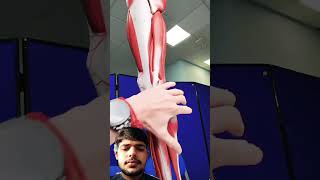 Anatomy of the CalfPosterior Leg anatomy tutorial achillestendon physiotherapy legs [upl. by Silvain]