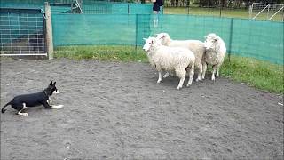 Sheep herding training for beginners [upl. by Kalvin]