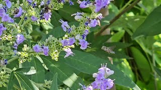 Are Different Pollinators Attracted to Different Plants at Different Times of the Year [upl. by Adnih390]