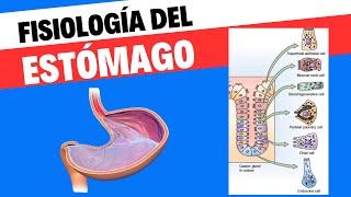 Fisiología del estómago [upl. by Thant]