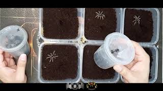 VLOG 23 Megaphobema Robustum Rehousing and Grow Out Updates [upl. by Iegres]