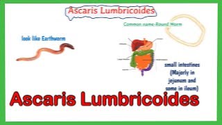 Ascaris lumbricoides  Ascaris lumbricoides life cycle  Laboratory diagnosis  full explained [upl. by Irene]