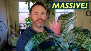 Bromeliad Aechmea Fasciata Care guide and Speceies Review [upl. by Ury]