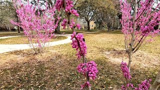 Eastern Redbud Cercis canadensis [upl. by Petulah196]