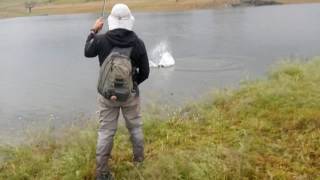 Fly fishing carp in Extremadura [upl. by Aiceled464]