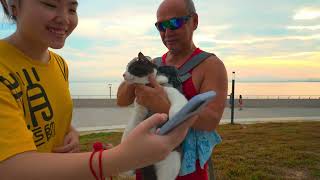 FOONFOON  CAT  UNPUBLISHED VIDEO  GURNEY BAY  MORNING WALK  830 AM  PENANG  4KHDR [upl. by Octavus]