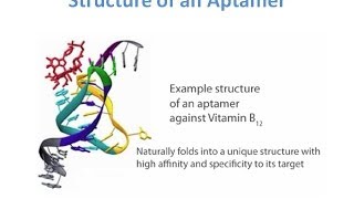 Aptamers  A new class of Oligonucleotides for Therapeutic and Diagnostic Use [upl. by Vonnie]