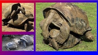 GIANT TURTLES  MATING VERY LOUDLY [upl. by Florry]