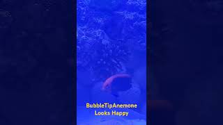 Bubbletip anemone is happy anemone bubbletipanemone bta saltwateraquarium reef [upl. by Yart]