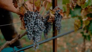 Cantine Barsento  Vendemmia [upl. by Pauly243]