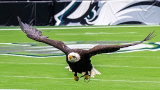 Auburns live eagle Independence practices pregame flight in Philadelphia before EaglesVikings game [upl. by Ardnahc]