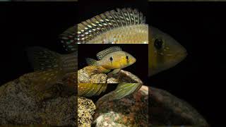 The Purple Eartheater Gymnogeophagus Terrapurpura [upl. by Helfant]